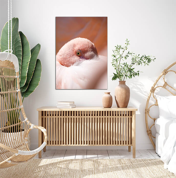 M5 0013 ML 0027 24134784 resting rose flamingo phoenicopterus roseus AOAY3475