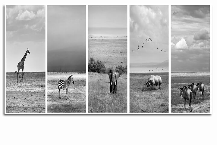 M5 0029 ML 0022 29787624 collage of an african animals AOAY3382