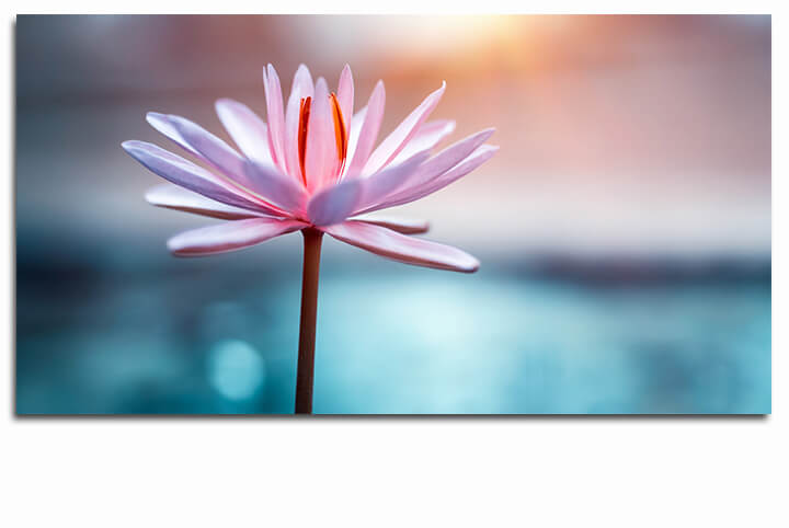 M5 0033 ML 0019 31814226 lotus flower AOAY3385