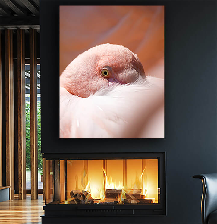 M7 0011 ML 0027 24134784 resting rose flamingo phoenicopterus roseus AOAY3475