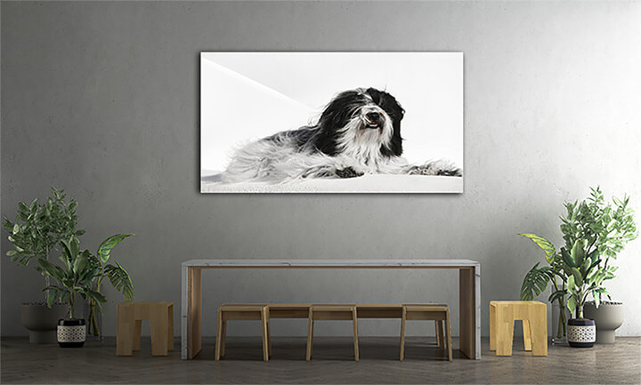 M8 0012 ML 0020 30858506 tibetan terrier dog lying on whitewashed stone wall in oia town santorini greece selective focu