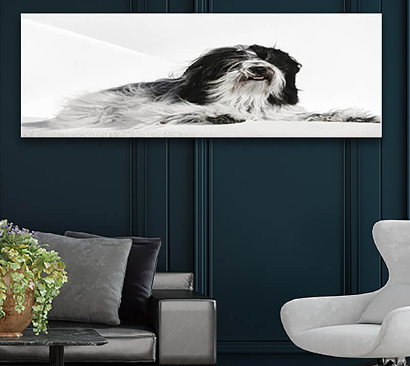 M9 0012 ML 0020 30858506 tibetan terrier dog lying on whitewashed stone wall in oia town santorini greece selective focu