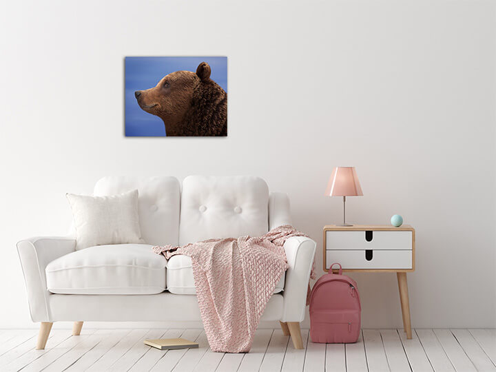 M2 0066 MS 0018 12730280 brown bear AOAY3605