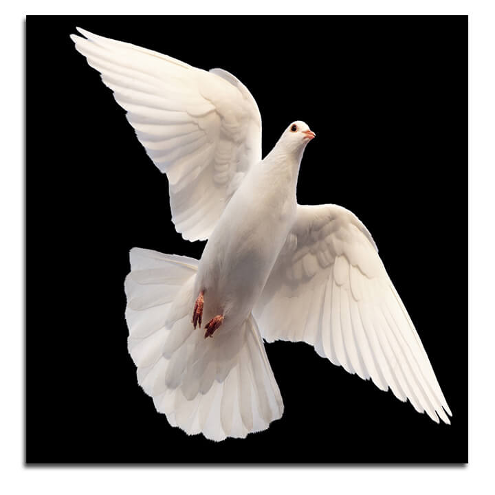 R01_0071_MS_0004_45185128_white-dove-flying-on-a-black-_AOAY3671