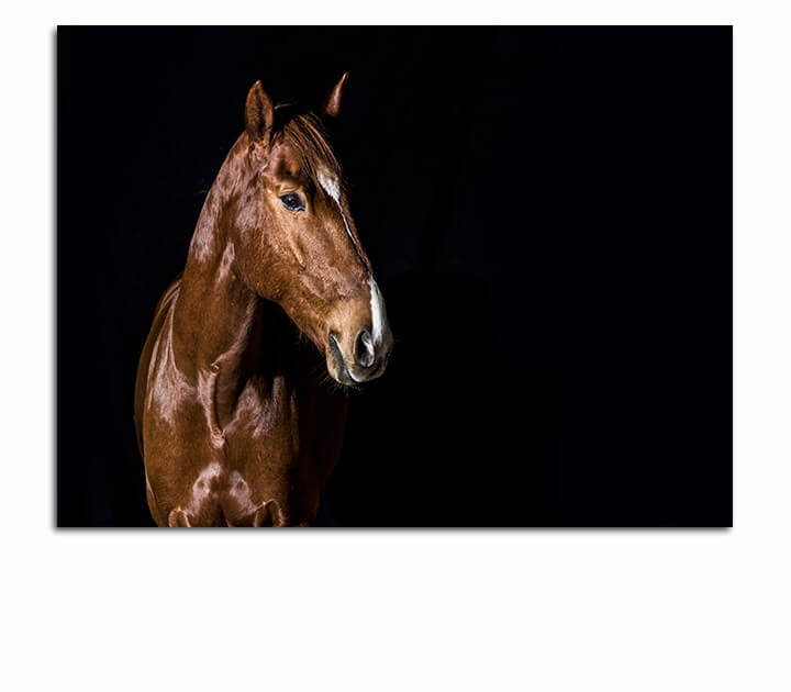 R1 0005 MP 0011 29869226 brown horse head portrait on black AOAY4378