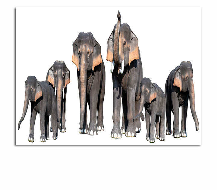 R1 0008 MP 0008 34266318 large brown elephant white background isolate AOAY3723