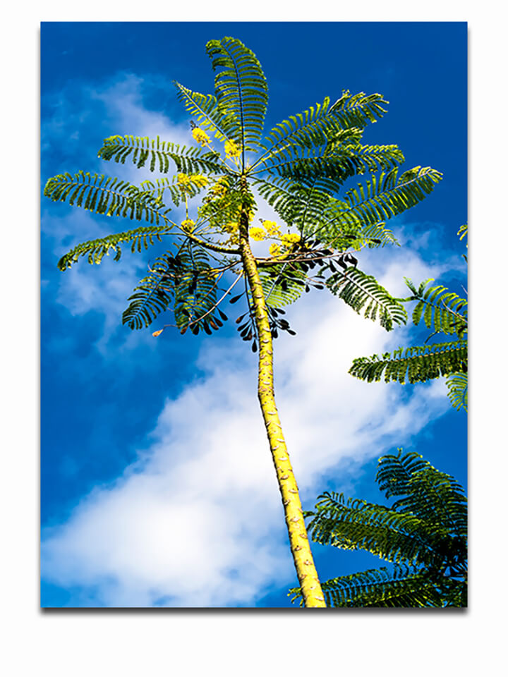 R1 0008 MP PORTRIATE 0020 4260027 caesalpinia pulcherrima flava AOAY3853