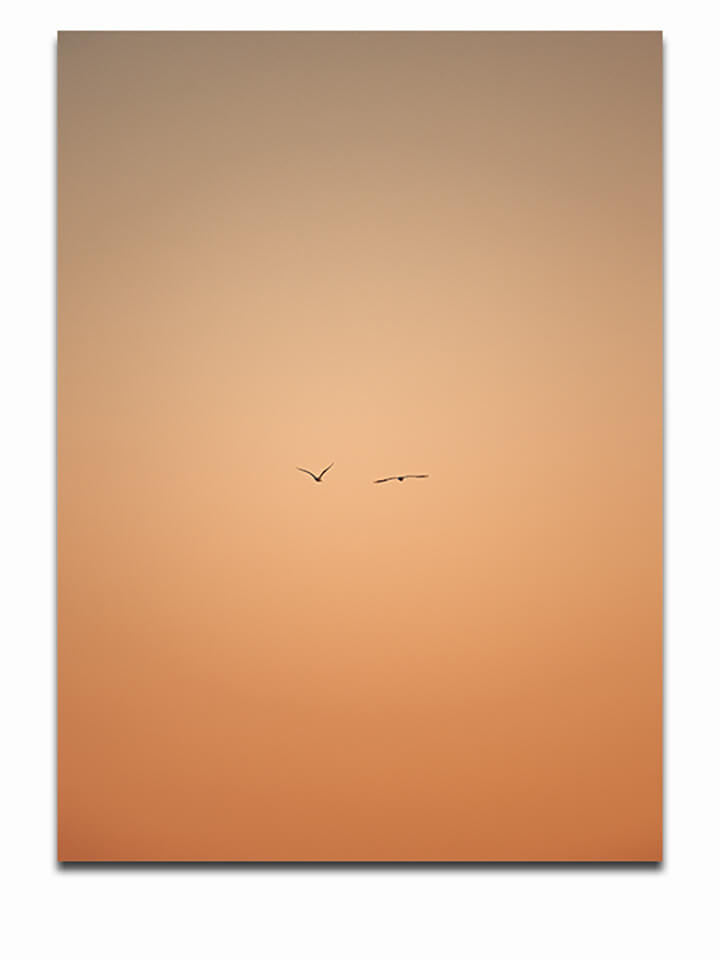 R1 0035 MP PORTRIATE 0038 33138624 a minimalistic shot of two seagulls flying during the sunset AOAY3880