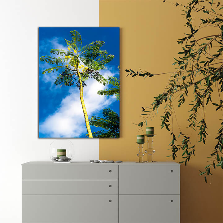 R2 0006 MP PORTRIATE 0020 4260027 caesalpinia pulcherrima flava AOAY3853