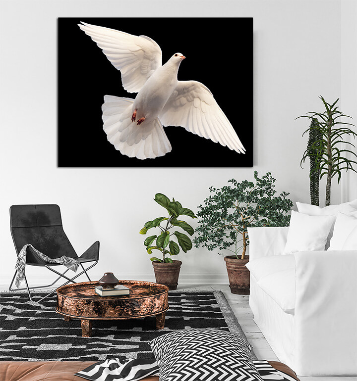 R2_0038_MS_0004_45185128_white-dove-flying-on-a-black-_AOAY3671