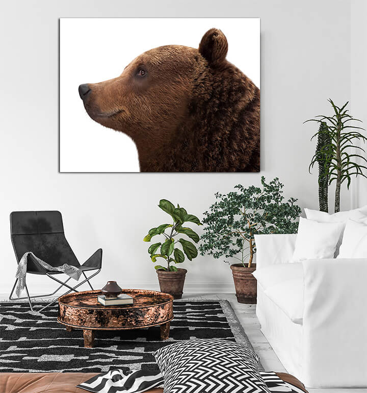 R2 0067 MS 0019 12730266 brown bear AOAY3604