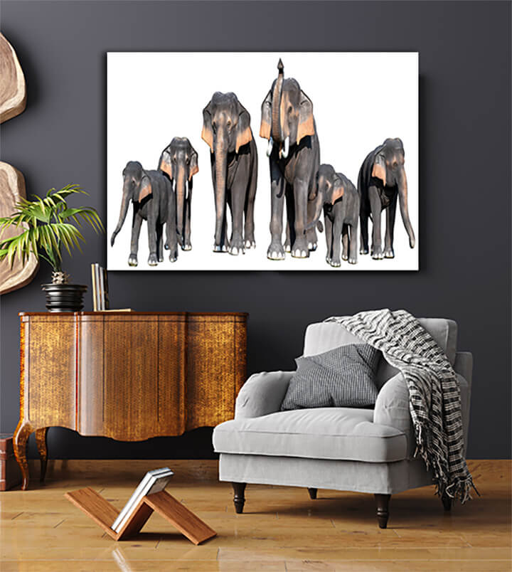 R3 0008 MP 0008 34266318 large brown elephant white background isolate AOAY3723