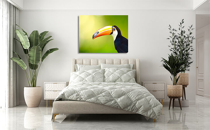 R3 0020 MP 0001 6475018 toucan bird AOAY3674