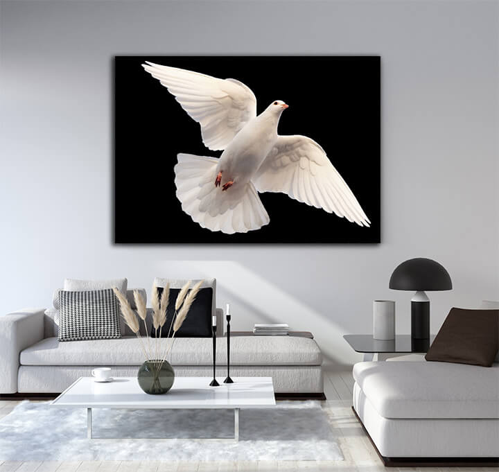 R3_0041_MS_0004_45185128_white-dove-flying-on-a-black-_AOAY3671