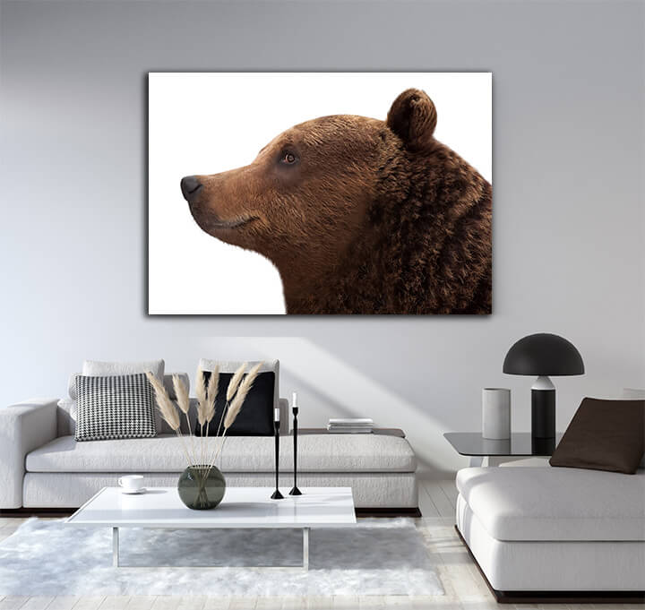 R3 0070 MS 0019 12730266 brown bear AOAY3604