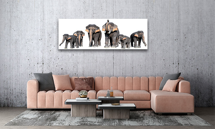 R4 0008 MP 0008 34266318 large brown elephant white background isolate AOAY3723