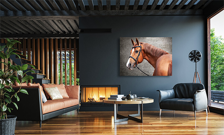 Russian don horse AOAY3676