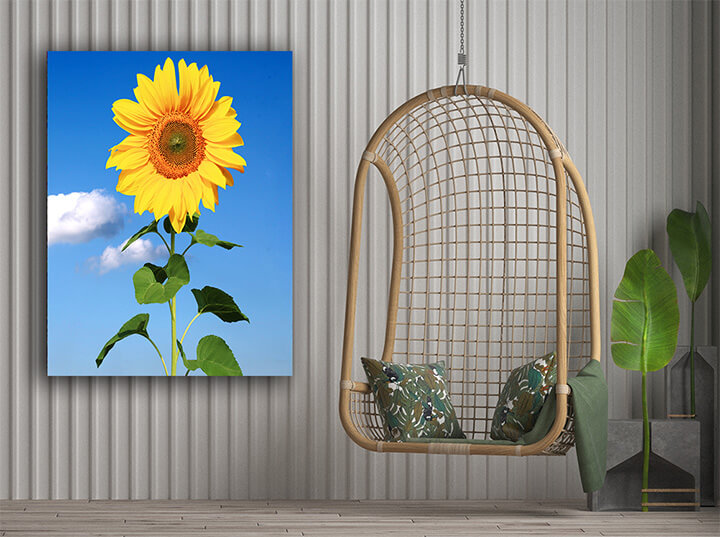 R4 0027 MP PORTRIATE 0033 39032546 field of blooming sunflowers on a background blue sky AOAY3885