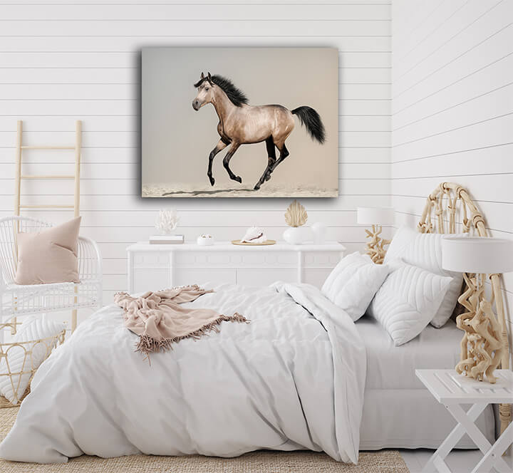 R5 0000 MP 0021 12944192 buckskin foal AOAY3682