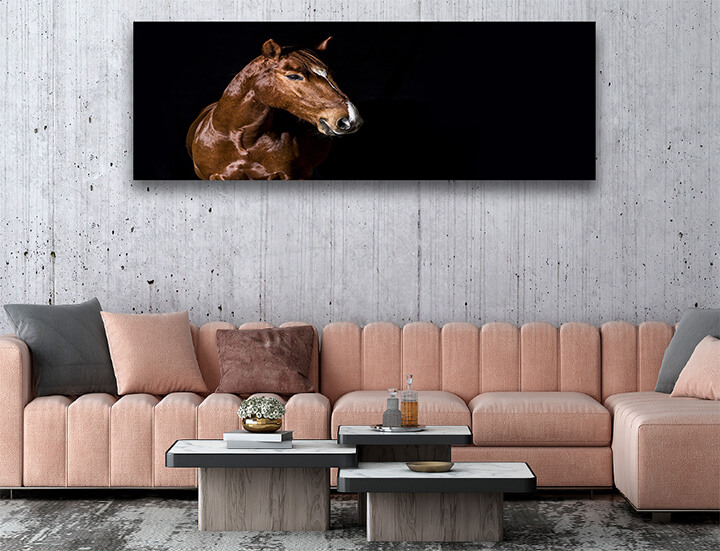 R5 0005 MP 0011 29869226 brown horse head portrait on black AOAY4378