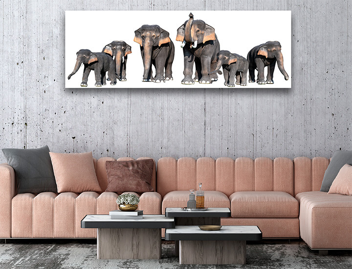 R5 0008 MP 0008 34266318 large brown elephant white background isolate AOAY3723