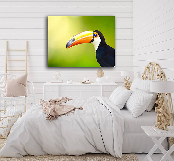 R5 0020 MP 0001 6475018 toucan bird AOAY3674