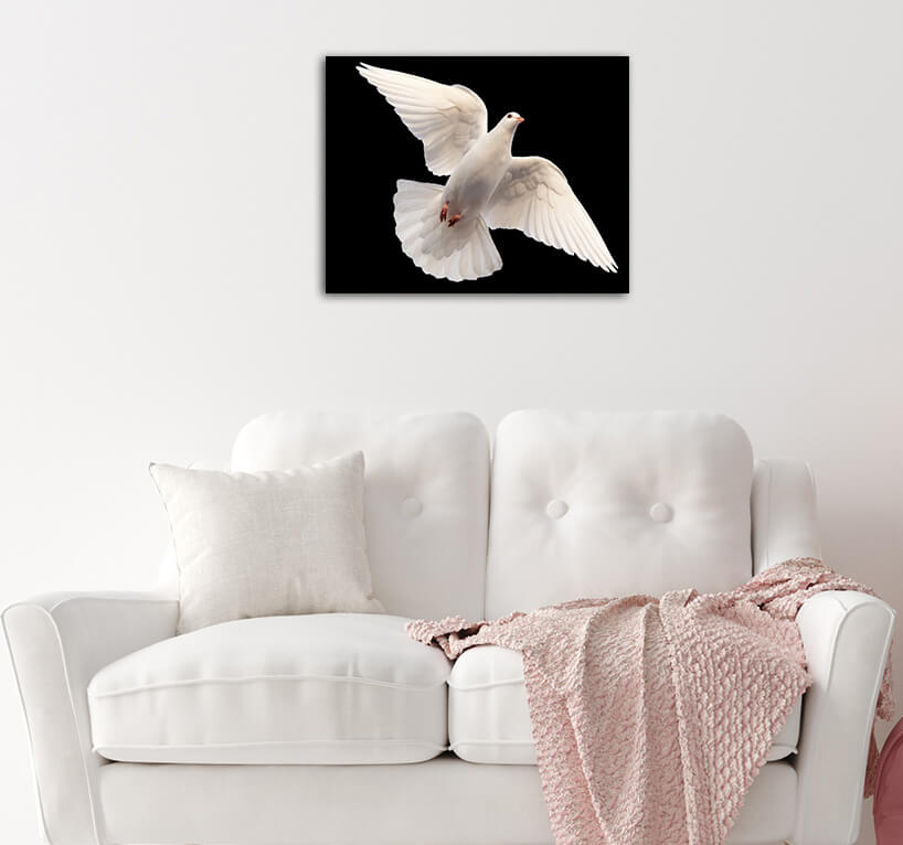 R5_0039_MS_0004_45185128_white-dove-flying-on-a-black-_AOAY3671