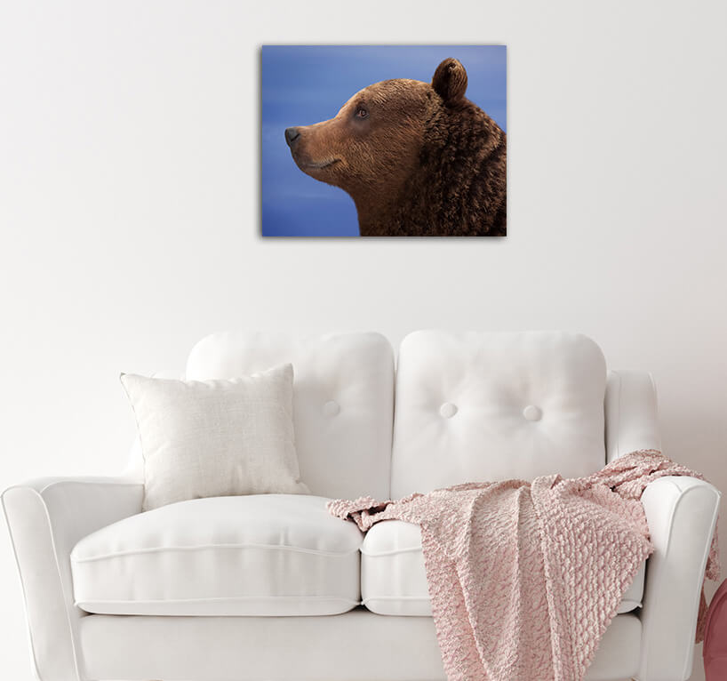 R5 0066 MS 0018 12730280 brown bear AOAY3605