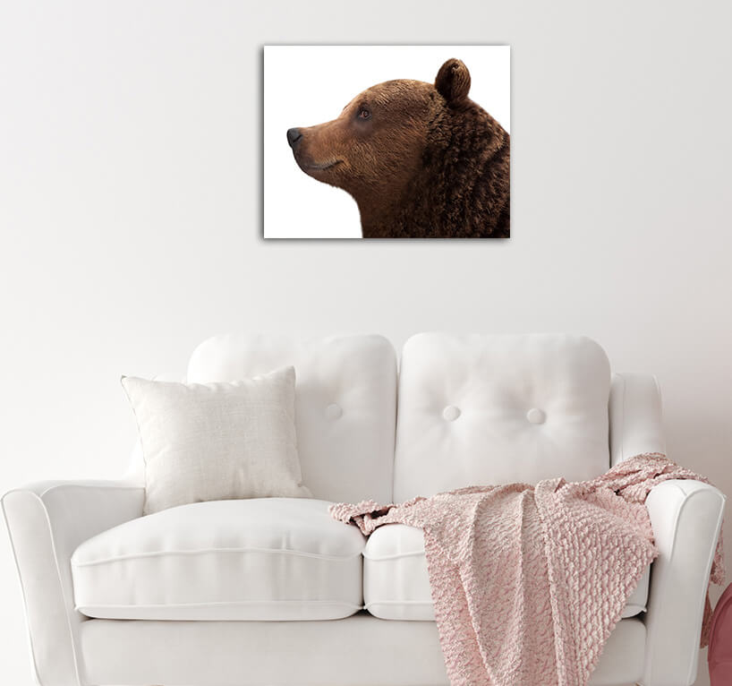 R5 0068 MS 0019 12730266 brown bear AOAY3604