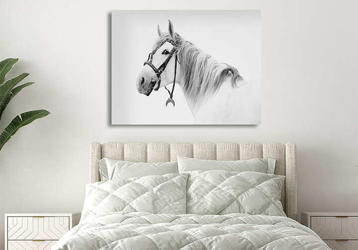 R6 0003 MP 0018 15365462 tersk stallion White AOAY3685
