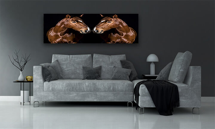 R6 0006 MP 0010 29869226 brown horse head portrait on black AOAY3721