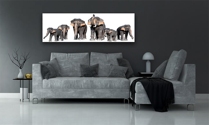 R6 0008 MP 0008 34266318 large brown elephant white background isolate AOAY3723