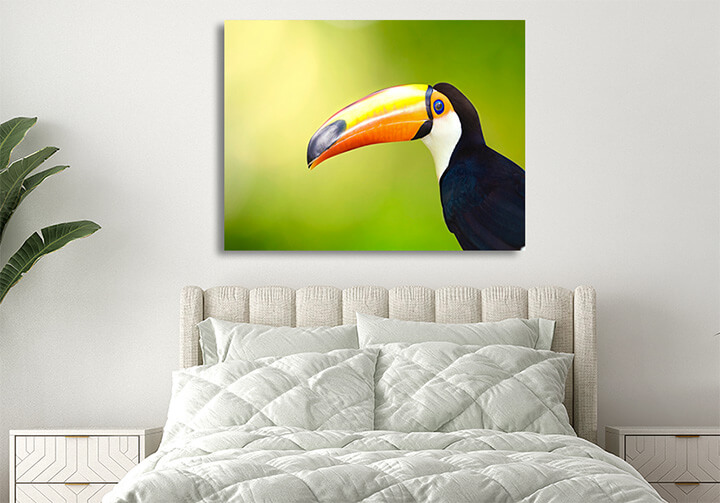 R6 0020 MP 0001 6475018 toucan bird AOAY3674