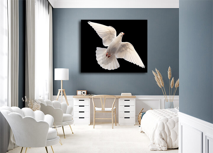 R6_0038_MS_0004_45185128_white-dove-flying-on-a-black-_AOAY3671