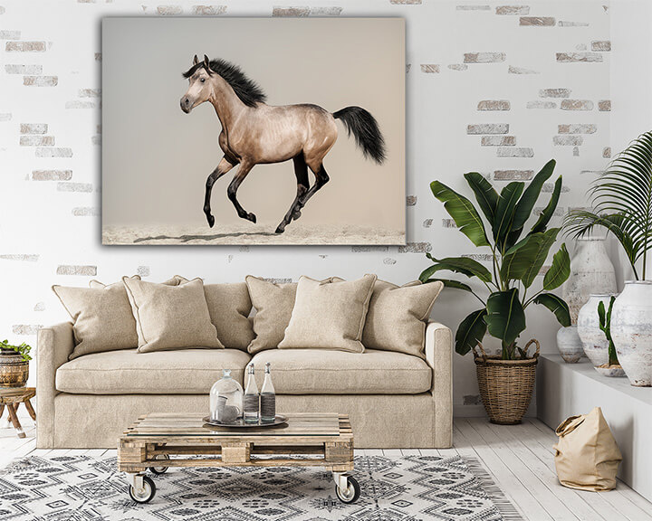 R7 0000 MP 0021 12944192 buckskin foal AOAY3682