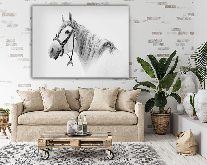 R7 0003 MP 0018 15365462 tersk stallion White AOAY3685