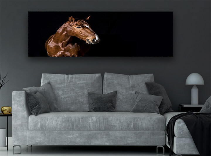 R7 0005 MP 0011 29869226 brown horse head portrait on black AOAY4378