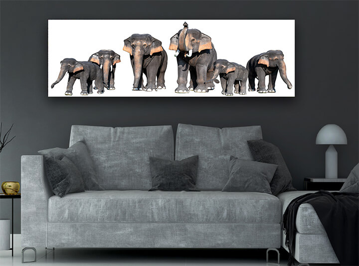R7 0008 MP 0008 34266318 large brown elephant white background isolate AOAY3723