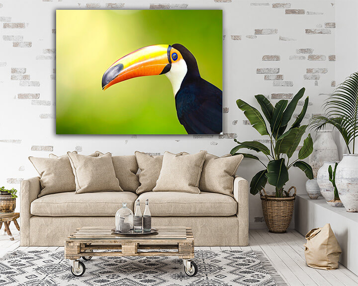 R7 0020 MP 0001 6475018 toucan bird AOAY3674