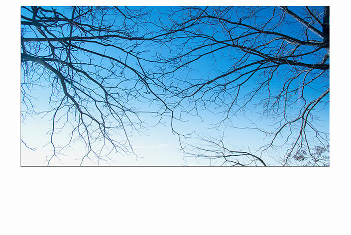 M1 0007 MOCKUPs 0022 4831820 Tree branches AOAY4587