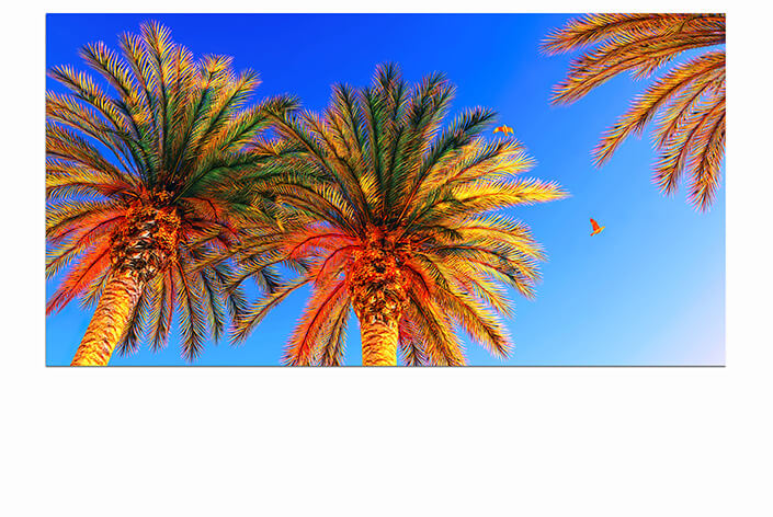 M1 0008 MOCKUPs 0021 7473644 cocunut tree AOAY4588