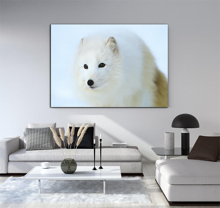 M2 0016 ML PORT 0011 10013660 arctic fox in snow close up AOAY3498