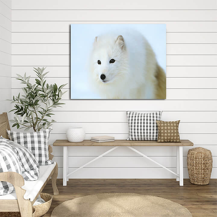 M3 0016 ML PORT 0011 10013660 arctic fox in snow close up AOAY3498