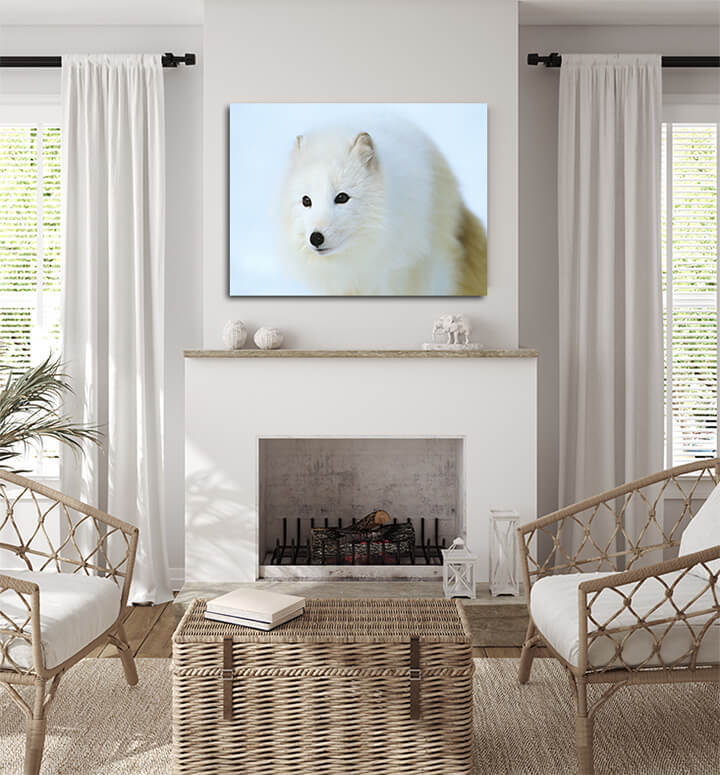 M5 0016 ML PORT 0011 10013660 arctic fox in snow close up AOAY3498