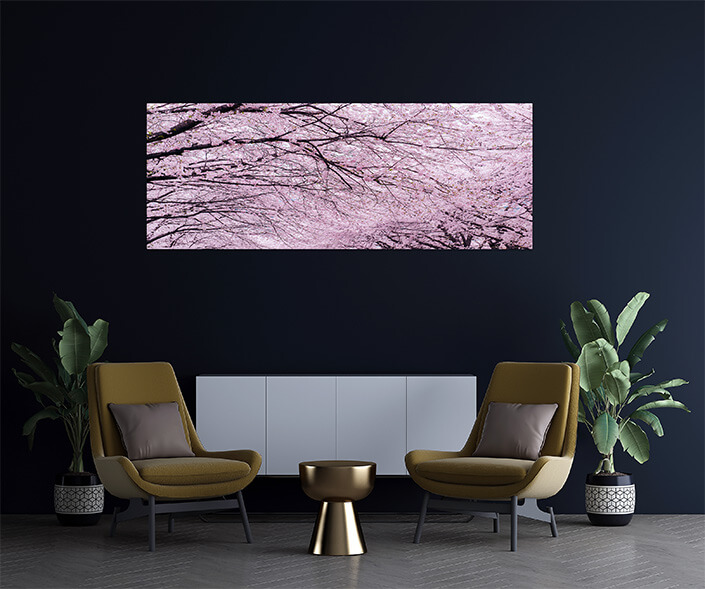 Cherry blossom tree AOAY4589