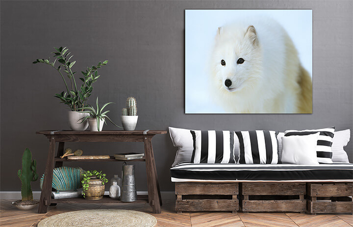 M6 0016 ML PORT 0011 10013660 arctic fox in snow close up AOAY3498