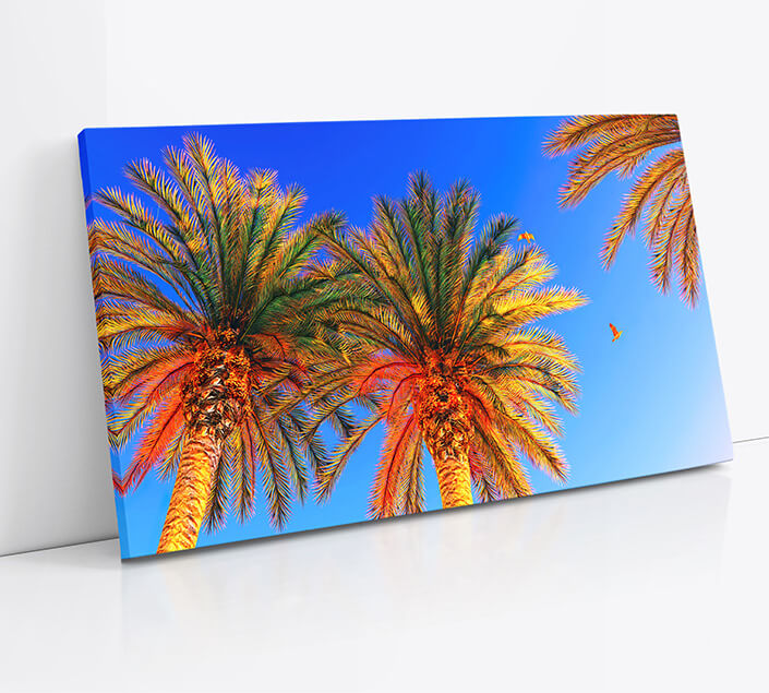 M7 0021 1MOCKUPs 0021 7473644 cocunut tree AOAY4588