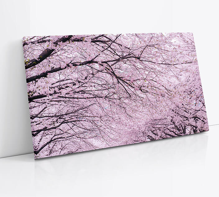 M7 0022 1mockups 0020 21512242 cherry blossom tree aoay4589 copy