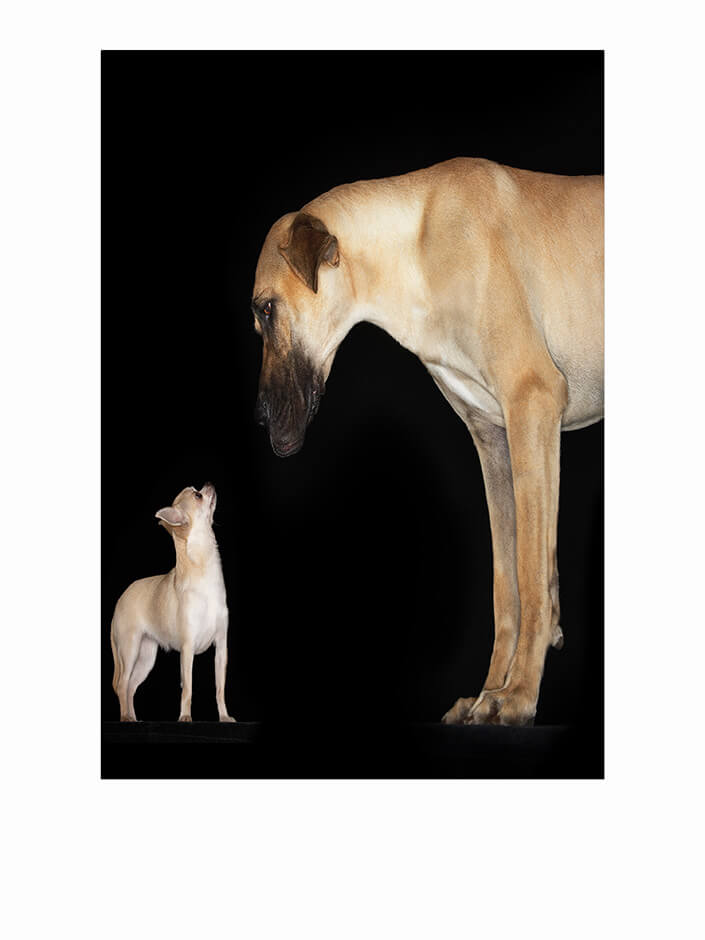 WEB1 0004 MP 0006 10000236 side view of a chihuahua and great dane AOAY4476