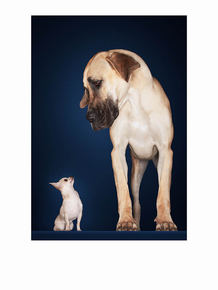 WEB1 0006 MP 0004 10000240 chihuahua with great dane AOAY4478